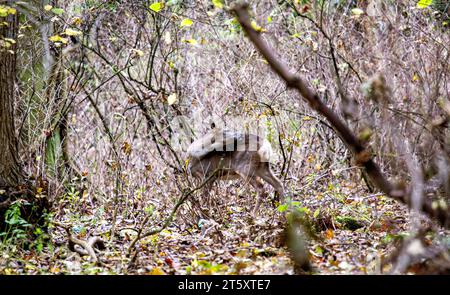 Dundee, Tayside, Écosse, Royaume-Uni. 7 novembre 2023. Météo britannique : une douce matinée d'automne au Dundee Camperdown Country Park produit de magnifiques vues automnales, avec de jeunes Roe Deer à croupe blanche errant dans les bois du parc. Crédit : Dundee Photographics/Alamy Live News Banque D'Images