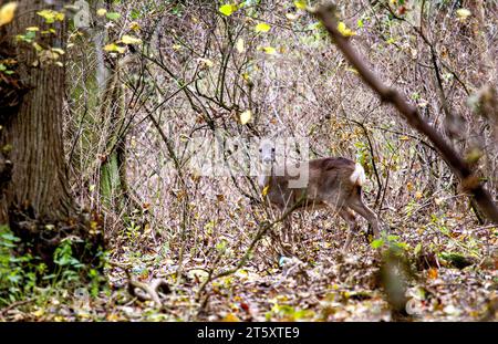 Dundee, Tayside, Écosse, Royaume-Uni. 7 novembre 2023. Météo britannique : une douce matinée d'automne au Dundee Camperdown Country Park produit de magnifiques vues automnales, avec de jeunes Roe Deer à croupe blanche errant dans les bois du parc. Crédit : Dundee Photographics/Alamy Live News Banque D'Images