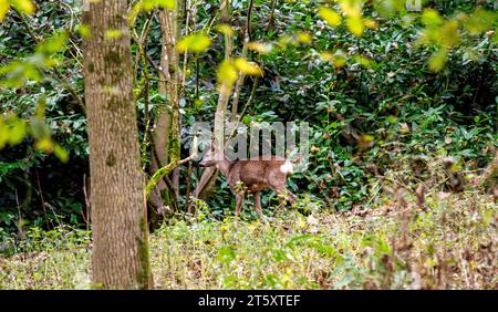 Dundee, Tayside, Écosse, Royaume-Uni. 7 novembre 2023. Météo britannique : une douce matinée d'automne au Dundee Camperdown Country Park produit de magnifiques vues automnales, avec de jeunes Roe Deer à croupe blanche errant dans les bois du parc. Crédit : Dundee Photographics/Alamy Live News Banque D'Images