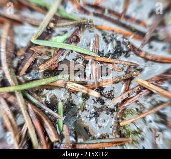 Forestry. Aiguilles d'épinette et particules d'écorce sur neige fondue au printemps. Macro ultra d'arrière-plan d'acérose Banque D'Images