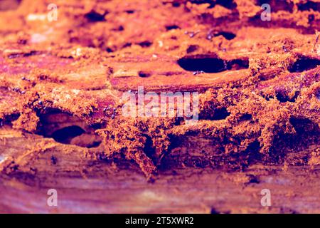 Fourmis des arbres (peut-être Camponotus)) et leurs mouvements et tronc d'arbre pourri (bois pourri). Vous pouvez voir le soi-disant «carton» - un mélange de woo mâché Banque D'Images