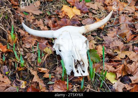 Tête crâne de vache gros plan sur une herbe et des feuilles d'automne Banque D'Images