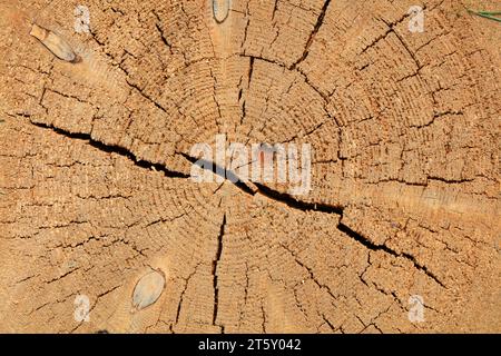 Anneaux d'arbre et fissures, gros plan de la photo Banque D'Images