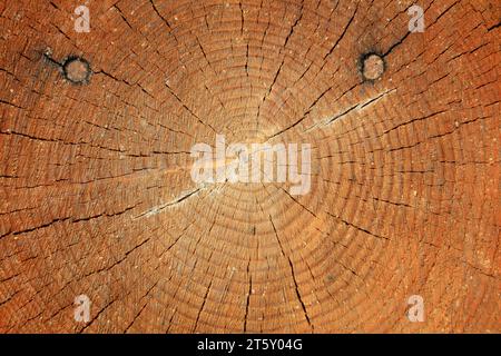 Anneaux d'arbre et fissures, gros plan de la photo Banque D'Images