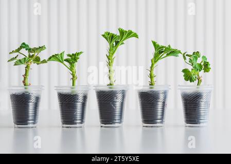 Boutures et pousses de géranium et de pélargonium se tenant dans le sol. Semis de pélargonium à la maison Banque D'Images