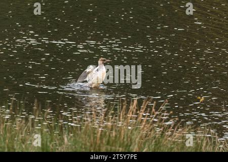 Femelle Goosander (Mergus merganser) étirant ses ailes Bwlch Nant yr Arian, pays de Galles Royaume-Uni. Novembre 2023 Banque D'Images