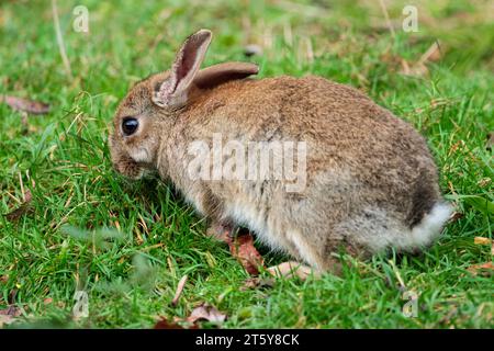 Lapin Oryctolagus cunniculus, saison d'hiver gris fourrure marron pâle dessous blanc courte queue moelleuse longues oreilles grands yeux bruns sur l'herbe en peau d'oiseau Banque D'Images