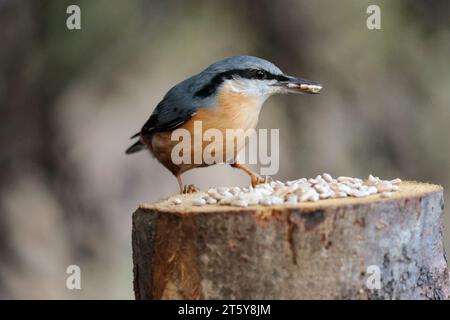 Nuthatch Sitta europaen, plumage hiver bleu gris dessus parties noires yeux rayé blanc visage orange buff dessous queue courte et ciseau comme bec Banque D'Images