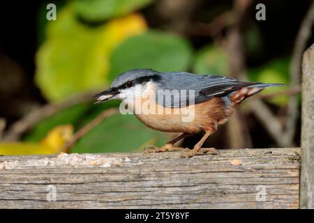 Nuthatch Sitta europaen, plumage hiver bleu gris dessus parties noires yeux rayé blanc visage orange buff dessous queue courte et ciseau comme bec Banque D'Images