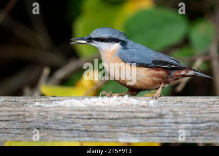 Nuthatch Sitta europaen, plumage hiver bleu gris dessus parties noires yeux rayé blanc visage orange buff dessous queue courte et ciseau comme bec Banque D'Images