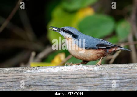 Nuthatch Sitta europaen, plumage hiver bleu gris dessus parties noires yeux rayé blanc visage orange buff dessous queue courte et ciseau comme bec Banque D'Images