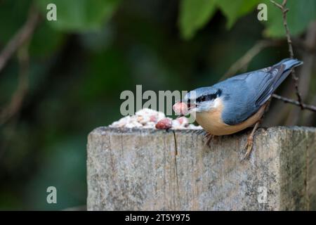 Nuthatch Sitta europaen, plumage hiver bleu gris dessus parties noires yeux rayé blanc visage orange buff dessous queue courte et ciseau comme bec Banque D'Images