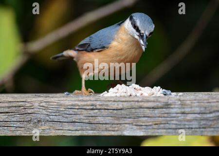 Nuthatch Sitta europaen, plumage hiver bleu gris dessus parties noires yeux rayé blanc visage orange buff dessous queue courte et ciseau comme bec Banque D'Images