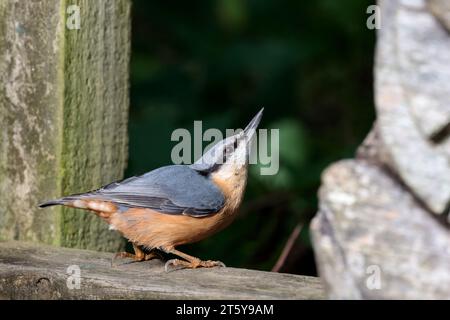 Nuthatch Sitta europaen, plumage hiver bleu gris dessus parties noires yeux rayé blanc visage orange buff dessous queue courte et ciseau comme bec Banque D'Images