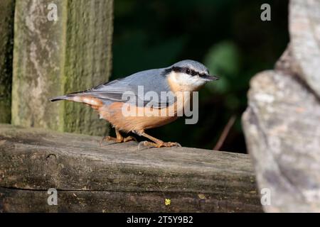 Nuthatch Sitta europaen, plumage hiver bleu gris dessus parties noires yeux rayé blanc visage orange buff dessous queue courte et ciseau comme bec Banque D'Images