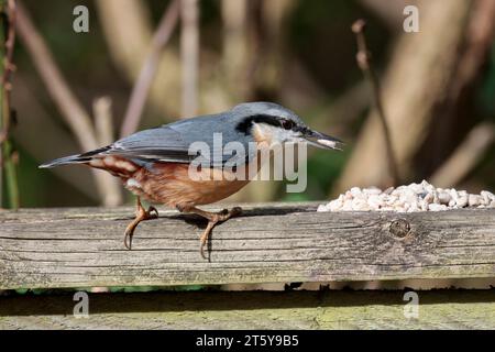 Nuthatch Sitta europaen, plumage hiver bleu gris dessus parties noires yeux rayé blanc visage orange buff dessous queue courte et ciseau comme bec Banque D'Images