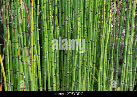 Equisetum hyemale, prêle rugueuse Banque D'Images