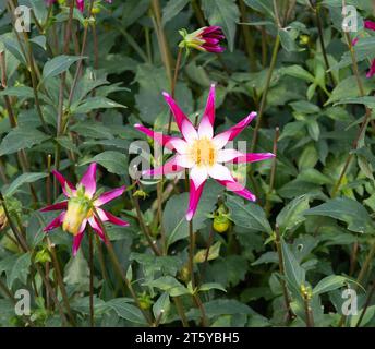 Dahlia « Midnight Star » Banque D'Images