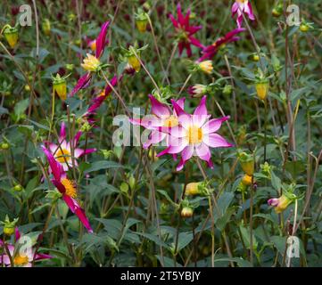 Dahlia « Midnight Star » Banque D'Images