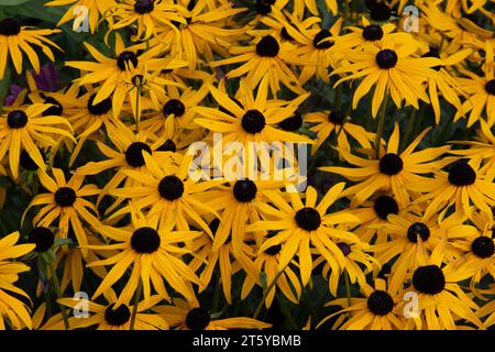 Rudbeckia fulgida var. sullivantii 'Goldsturm' Banque D'Images