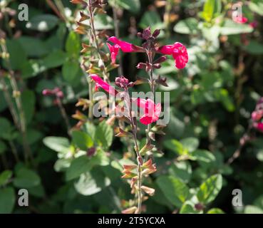 Salvia microphylla 'Ping pong' Banque D'Images