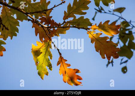 Branche de chêne avec des feuilles colorées est sous le ciel bleu en saison d'automne, photo macro avec mise au point sélective Banque D'Images