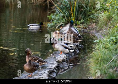 Une famille de canards, oies nage dans un canal d'eau, rivière, lac. Beaucoup de roseaux et de nénuphars. De beaux canards flottent le long de la rivière, lac, eau cha Banque D'Images