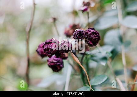 Flétrit les bourgeons roses violets dans le jardin. Fond botanique naturel bokeh doux avec belle fleur, couleur verte floue. Soins des plantes Caring FO Banque D'Images
