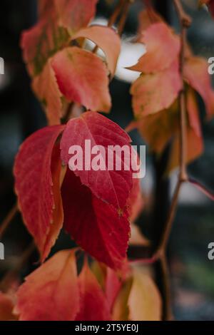 Les feuilles de lierre jaune deviennent rouges. Changement de saison de l'été à l'automne. La chlorophylle disparaît, le processus de photosynthèse s'arrête. Banque D'Images