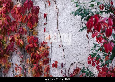 Fond texturé floral d'automne. Mur en béton clair recouvert de feuilles de lierre rouge orange et vert Banque D'Images