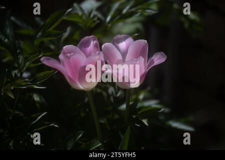 fleur tulipe france charente Banque D'Images