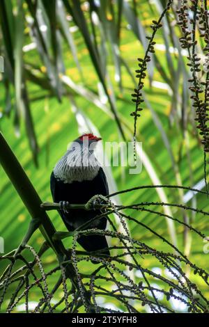 Seychelles Blue Pigeon, espèce d'oiseau endémique, dans la Vallée de Mai (Vallée de Mai), île de Praslin, Seychelles Banque D'Images