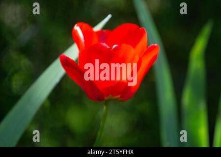 fleur tulipe france charente Banque D'Images