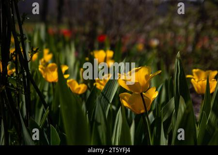 fleur tulipe france charente Banque D'Images