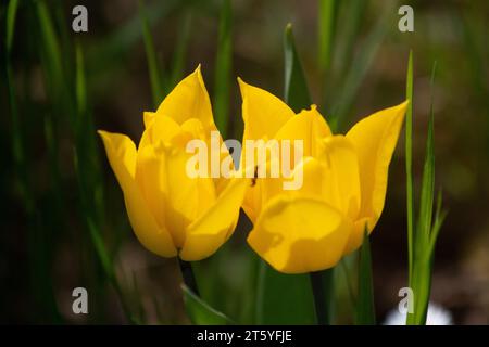 fleur tulipe france charente Banque D'Images