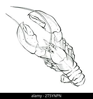 Silhouette homard dans le style croquis. Illustration dessinée à la main, isolée sur fond blanc. Élément graphique pour le logo ou le menu du restaurant de fruits de mer. Banque D'Images