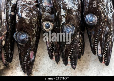 Sabre noir (Aphanopus carbo), marché aux poissons, marché Mercado dos Lavradores, Funchal, île de Madère, Portugal Banque D'Images