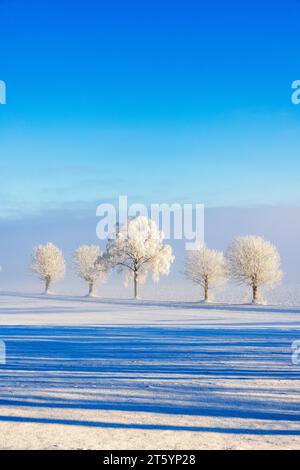 Route gelée bordée d'arbres dans un beau paysage d'hiver enneigé Banque D'Images