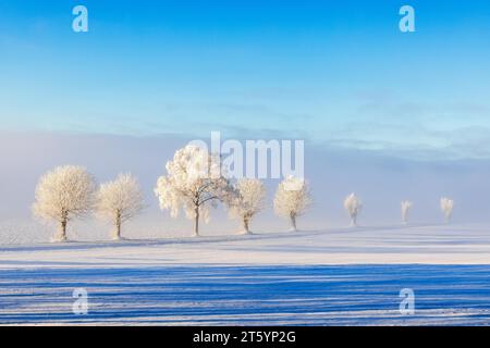 Route de campagne bordée d'arbres givrés dans une belle vue de paysage d'hiver Banque D'Images