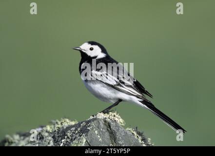 Pied Wagtail (Motacilla alba yarrellii) perché sur un mur de pierres sèches dans la réserve RSPB Loch Gruinart sur l'île d'Islay, Hébrides, Écosse Banque D'Images