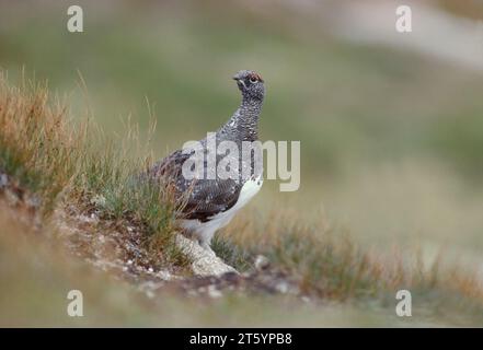 Oiseau Ptarmigan (Lagopus mutus) encore avec un plumage hivernal blanc visible au printemps, parc national de Cairngorms, Speyside, Écosse Banque D'Images