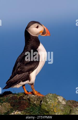 Macareux (Fratercula arctica) dans l'éclairage du soir, île de Lunga, îles Tresnish au large de Mull, Argyll, Écosse, juillet 1999 Banque D'Images