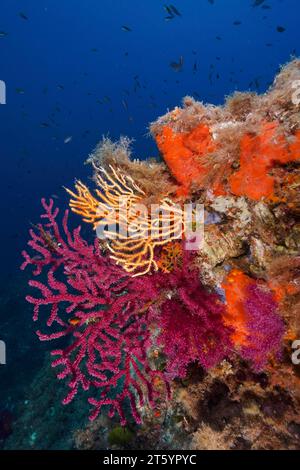 Un flambeau de couleur en Méditerranée : fouet violescent (Paramuricea clavata) aux polypes ouverts, gorgonien jaune (Eunicella cavolinii) et orange Banque D'Images