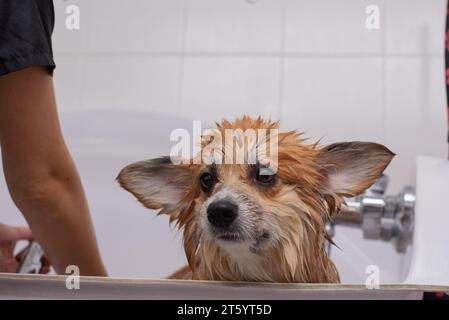 Chien prenant un bain dans un salon de toilettage. Drôle Fluffy Welsh Corgi Pembroke portrait dans une salle de bain. Toiletteur professionnel laver soigneusement le chien Corgi. Banque D'Images