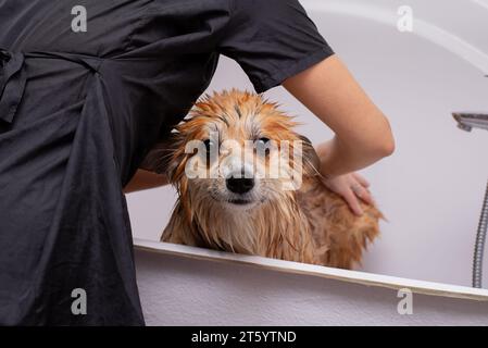 Chien prenant un bain dans un salon de toilettage. Drôle Fluffy Welsh Corgi Pembroke portrait dans une salle de bain. Toiletteur professionnel laver soigneusement le chien Corgi. Banque D'Images