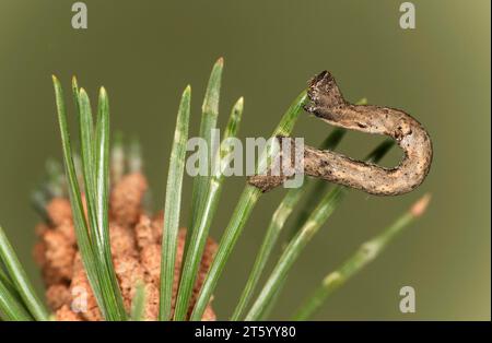 Chenille de la beauté du saule (Peribatodes rhomboidaria), Valais, Suisse Banque D'Images