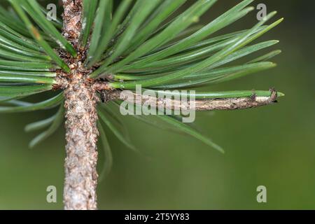 Chenille du papillon diamondback (Peribatodes rhomboidaria), imitant une petite branche pour camouflage, Valais, Suisse Banque D'Images