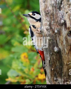 Une femelle, Dendrocopos major (Great Spotted Woodpecker), sur un vieux tronc d'arbre dans un Oak Woodland Banque D'Images