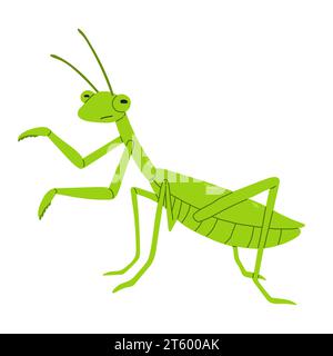 Vert mantis vecteur style plat sur fond blanc. Illustration vectorielle. Gros insecte prédateur. Illustration de Vecteur