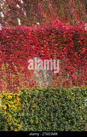 Mur recouvert de feuilles d'automne de lierre rouge. Feuilles d'automne rouges, jaunes et vertes sur le mur, fond. Feuilles rouges des raisins de jeune fille, couleurs d'automne. Mur o Banque D'Images